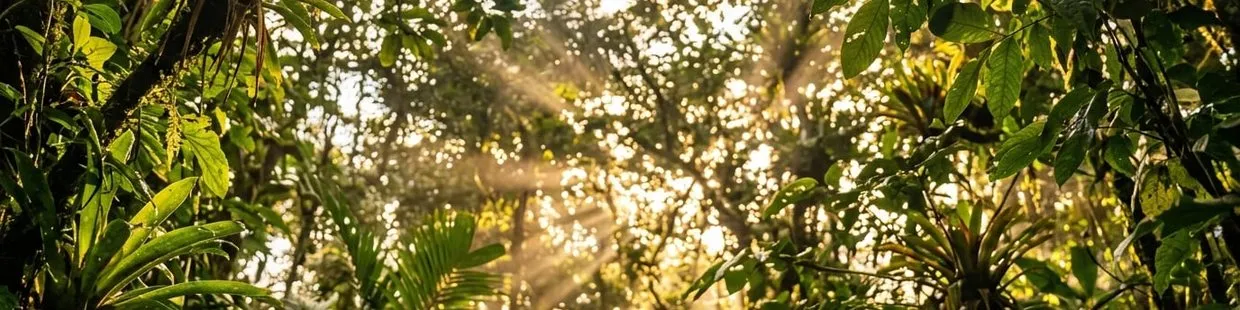 Morning light through the canopy, Costa Rica