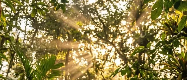 Morning light through the canopy