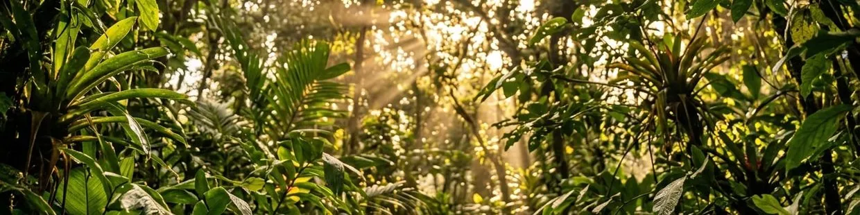 Ferns in morning light